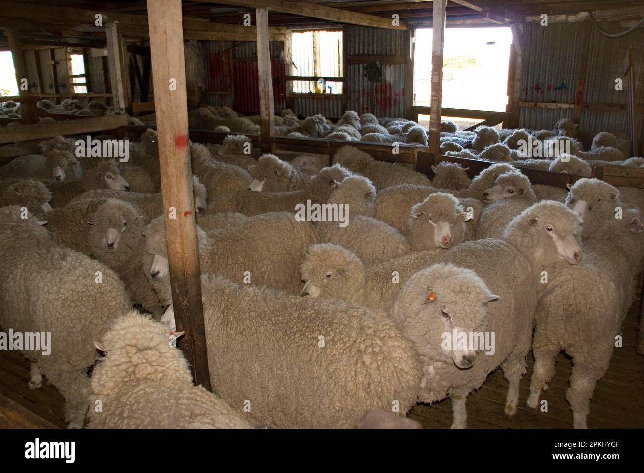 Carradale sheep waiting to tee off on Falkland farm Stock Photo