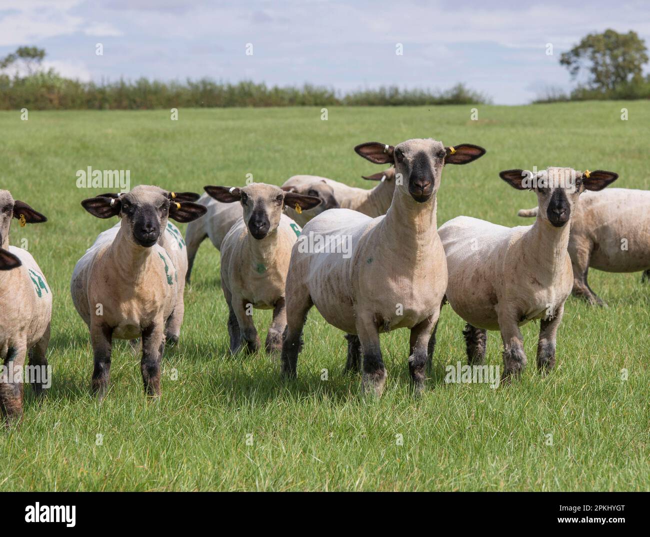 Domestic Sheep, Hampshire Down shearling ewes, flock standing in pasture, Lincolnshire, England, United Kingdom Stock Photo