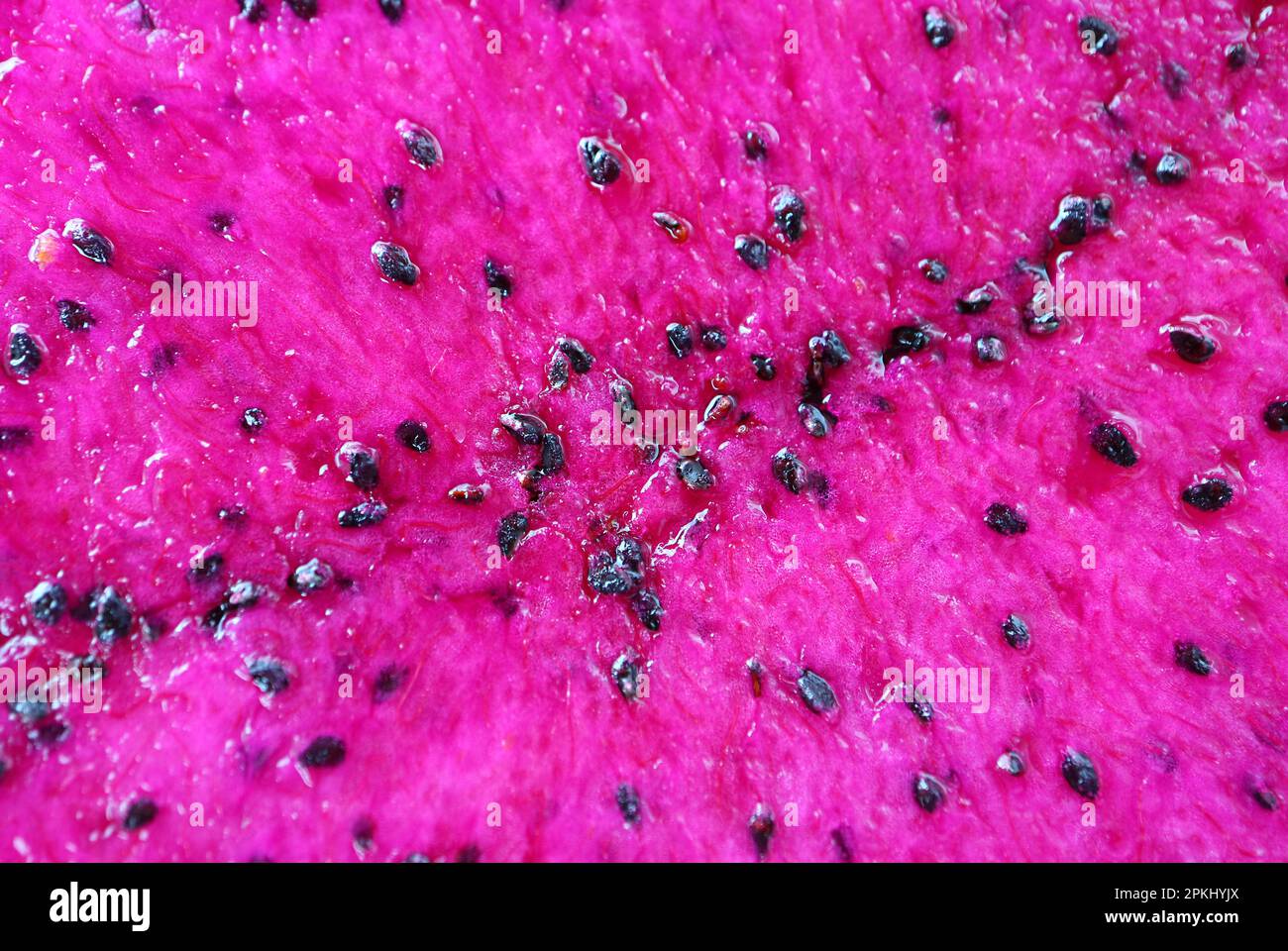 Eye Catching Hot Pink Juicy Flesh and Crunchy Black Seeds of Red Dragon Fruit Stock Photo