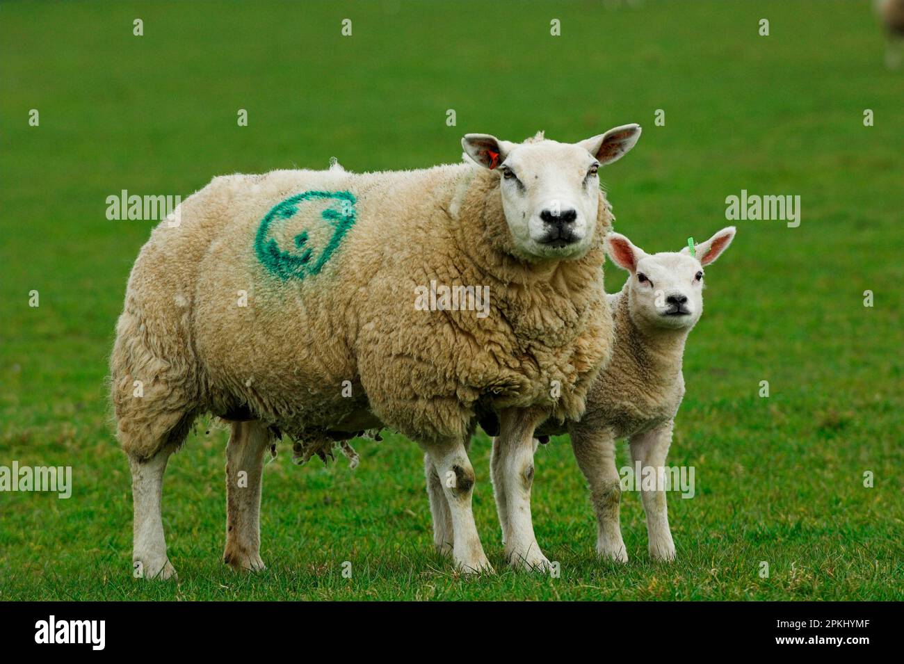 Domestic Sheep, Beltex ewe with lamb, with smiley face marking sprayed