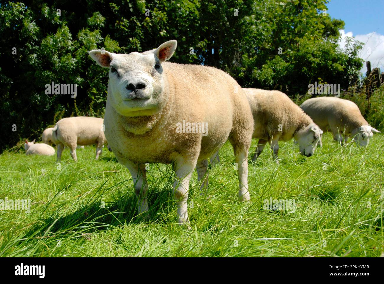 Domestic Sheep, Beltex ewe, standing in pasture, flock grazing ...