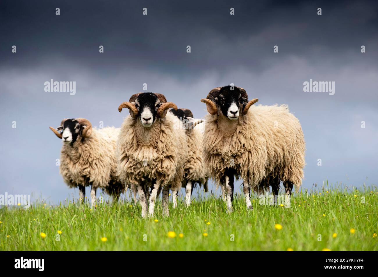 Domestic Sheep, Swaledale yearling tups in wool, standing in pasture on hilltop, England, United Kingdom Stock Photo