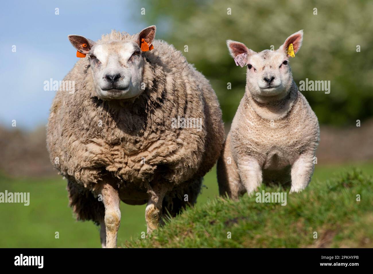 Domestic Sheep, Beltex ewe with lamb, standing in pasture, England