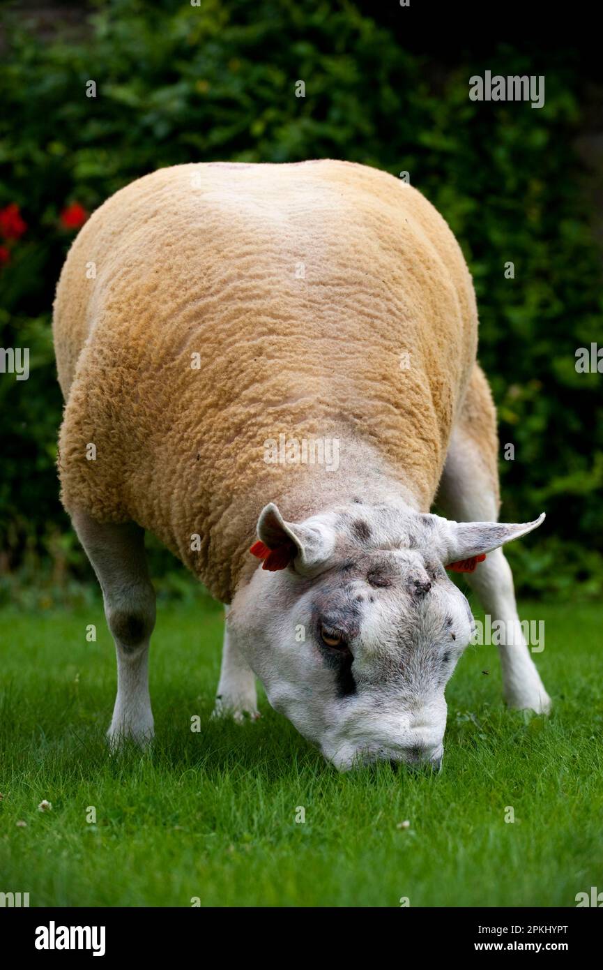 Beltex ram grazing on short hi-res stock photography and images - Alamy