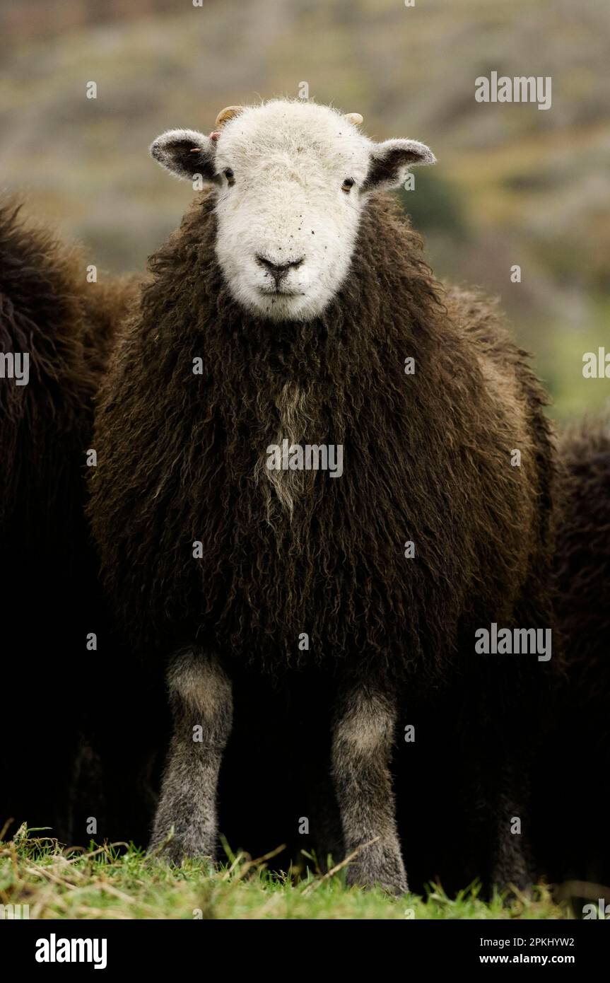 Domestic Sheep, Herdwick wether lamb, on hill farm, Lake District