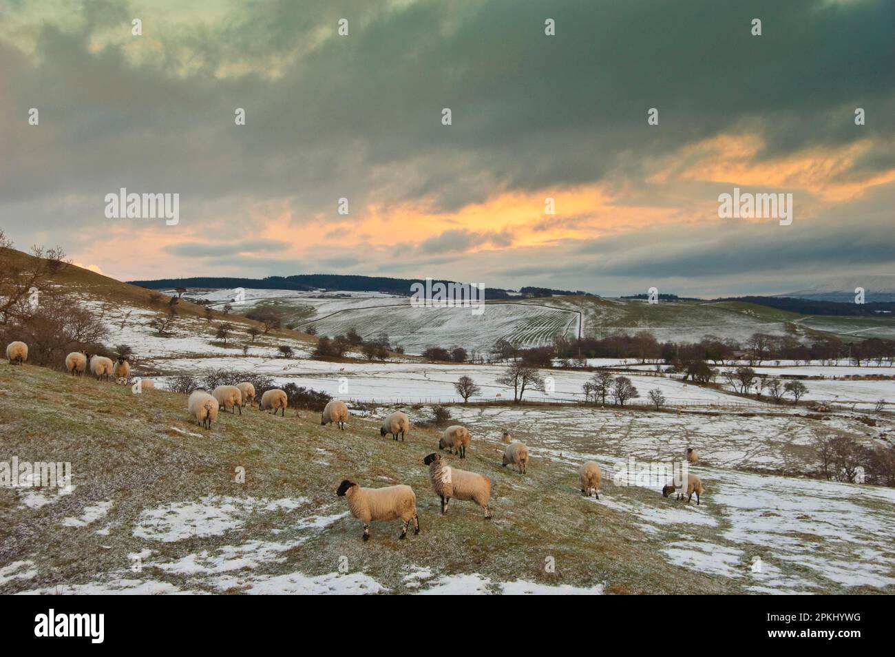 Domestic sheep, Scottish Blackface ewes, flock on snow-covered pastures, Whitewell, Lancashire, England, winter Stock Photo