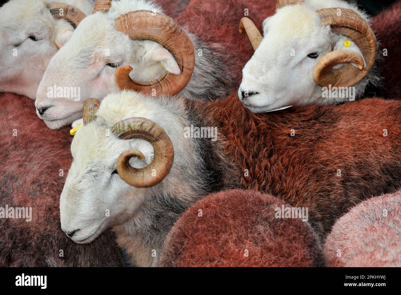 Domestic Sheep, Herdwick rams, flock at annual tup sale, Broughton in