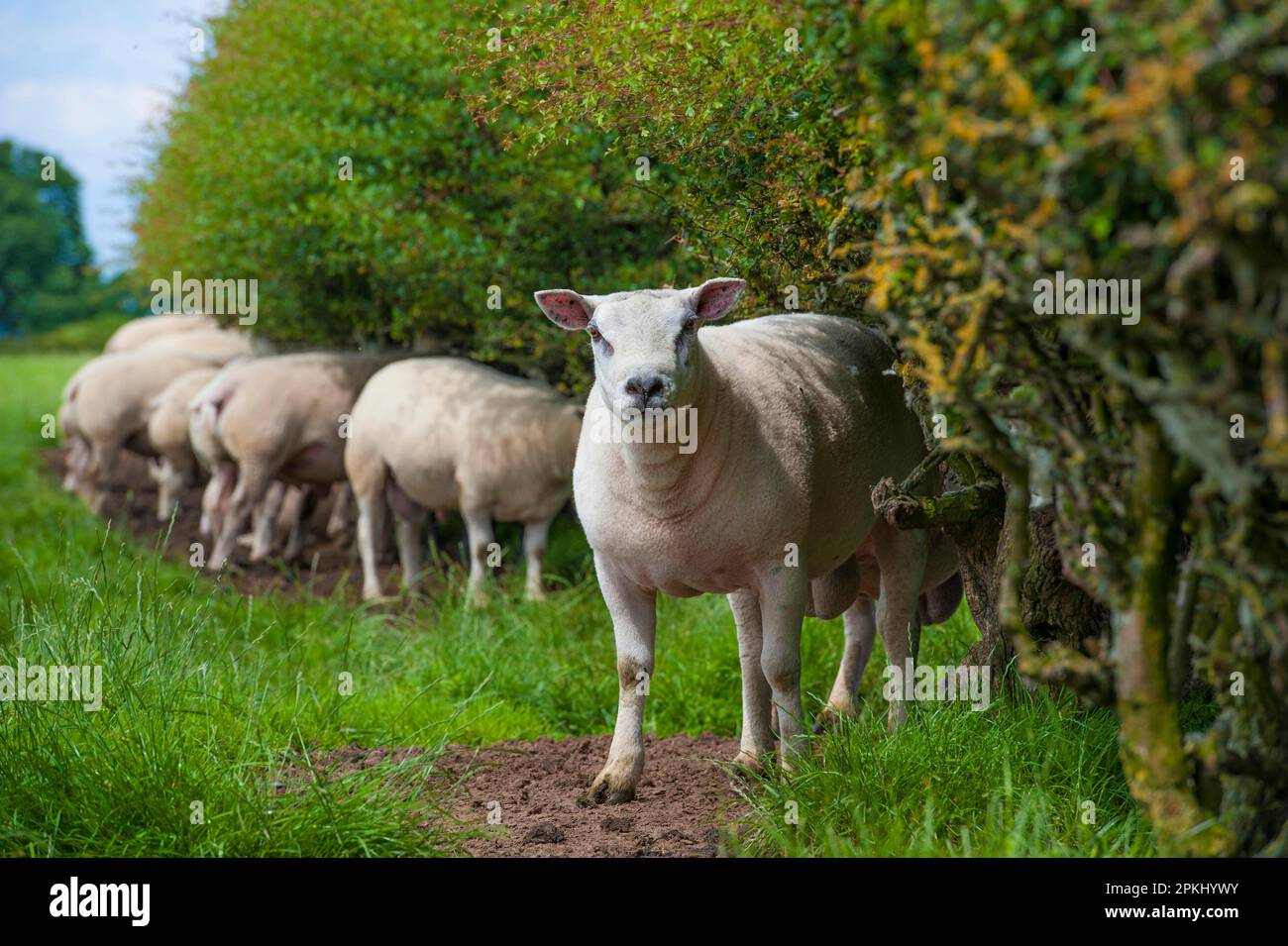 Domestic Sheep, Beltex rams, flock standing against hedgerow, Cheshire ...
