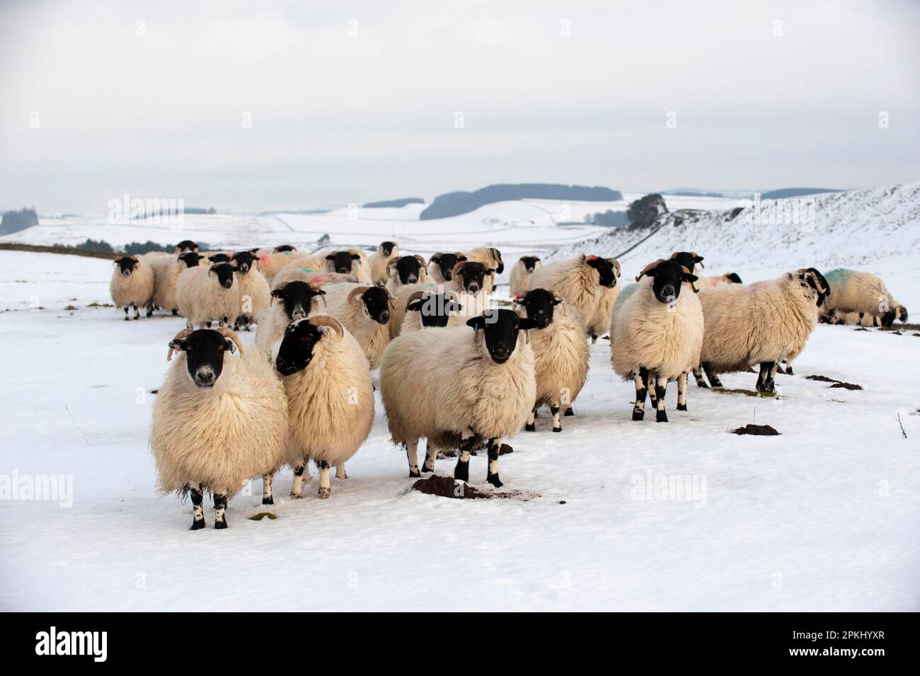 Domestic sheep, Scottish blackletter, Hexham script, flock, standing in snow, near Hadrian's Wall, Northumberland, England, winter Stock Photo