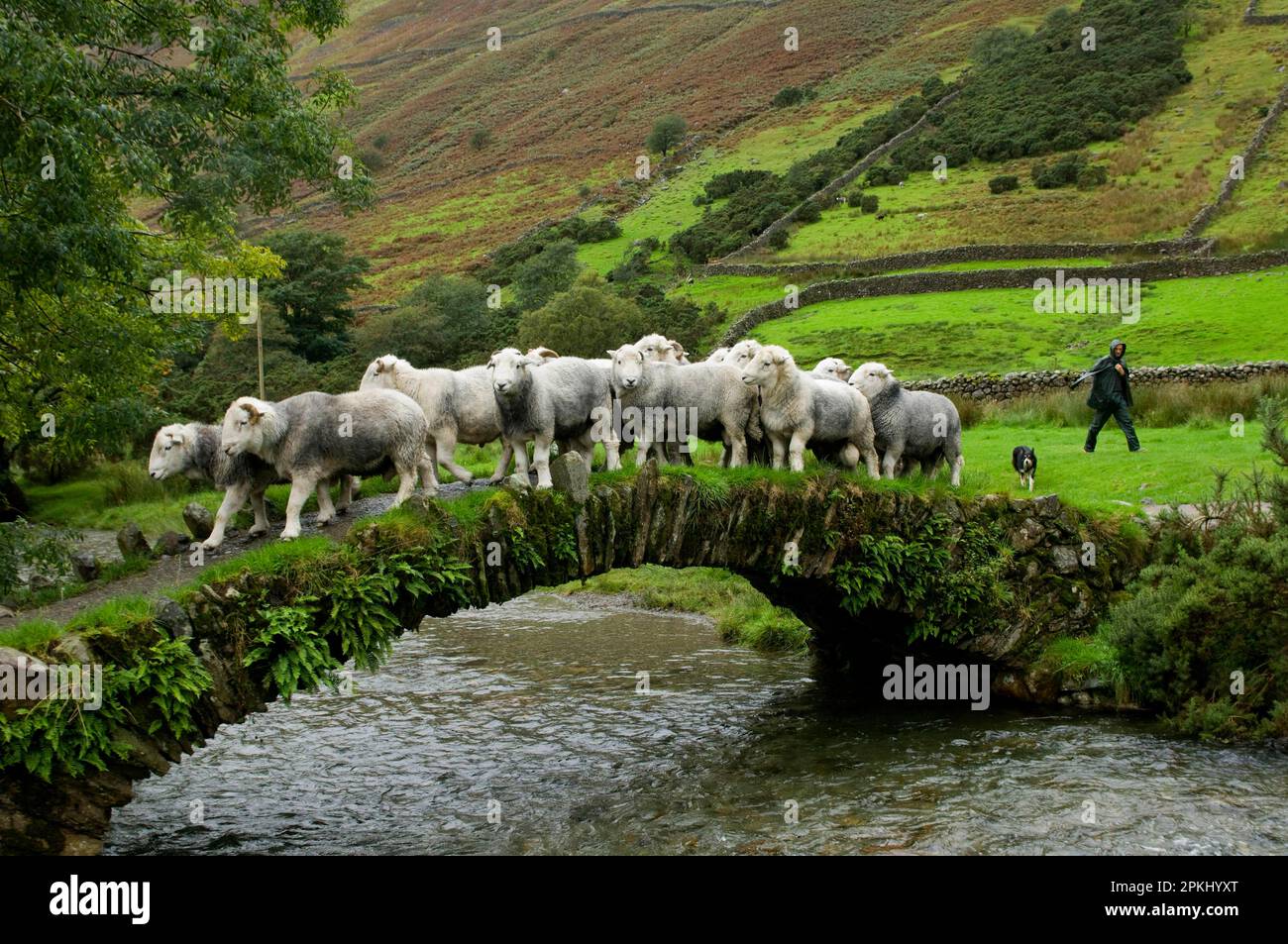 Domestic Sheep, Herdwick flock, being herded by shepherd over old packhorse bridge, Wasdale
