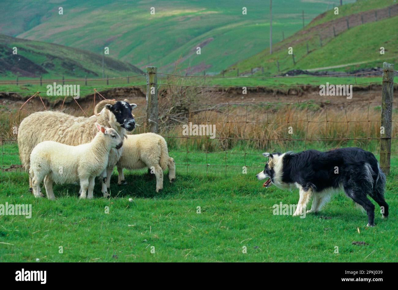 Sheep farming, Border Collie with Scottish Blackface ewe and lambs, Cumbria, England, United Kingdom Stock Photo