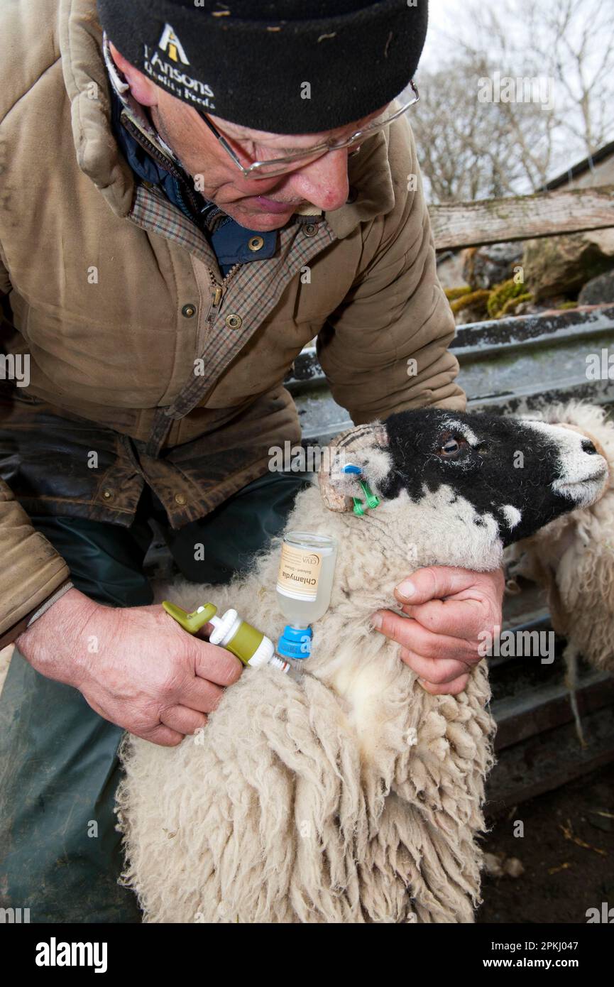 Sheep farming, farmer injecting Swaledale sheep with Enzootic Abortion ...