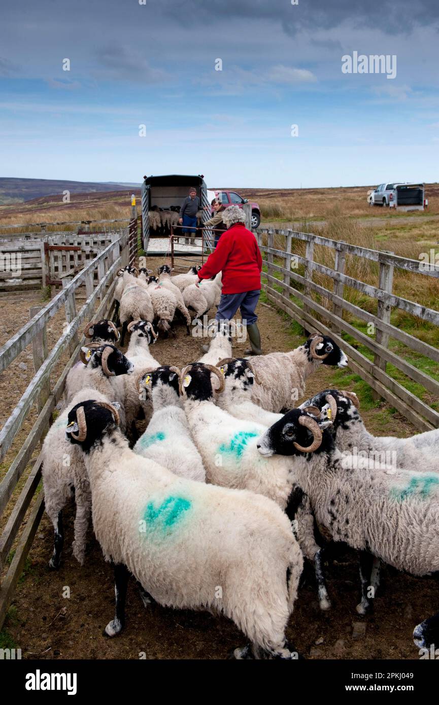 Sheep Farming Hill Farmer Loading Swaledale Flock From Pens Onto Trailer After Fell Gather