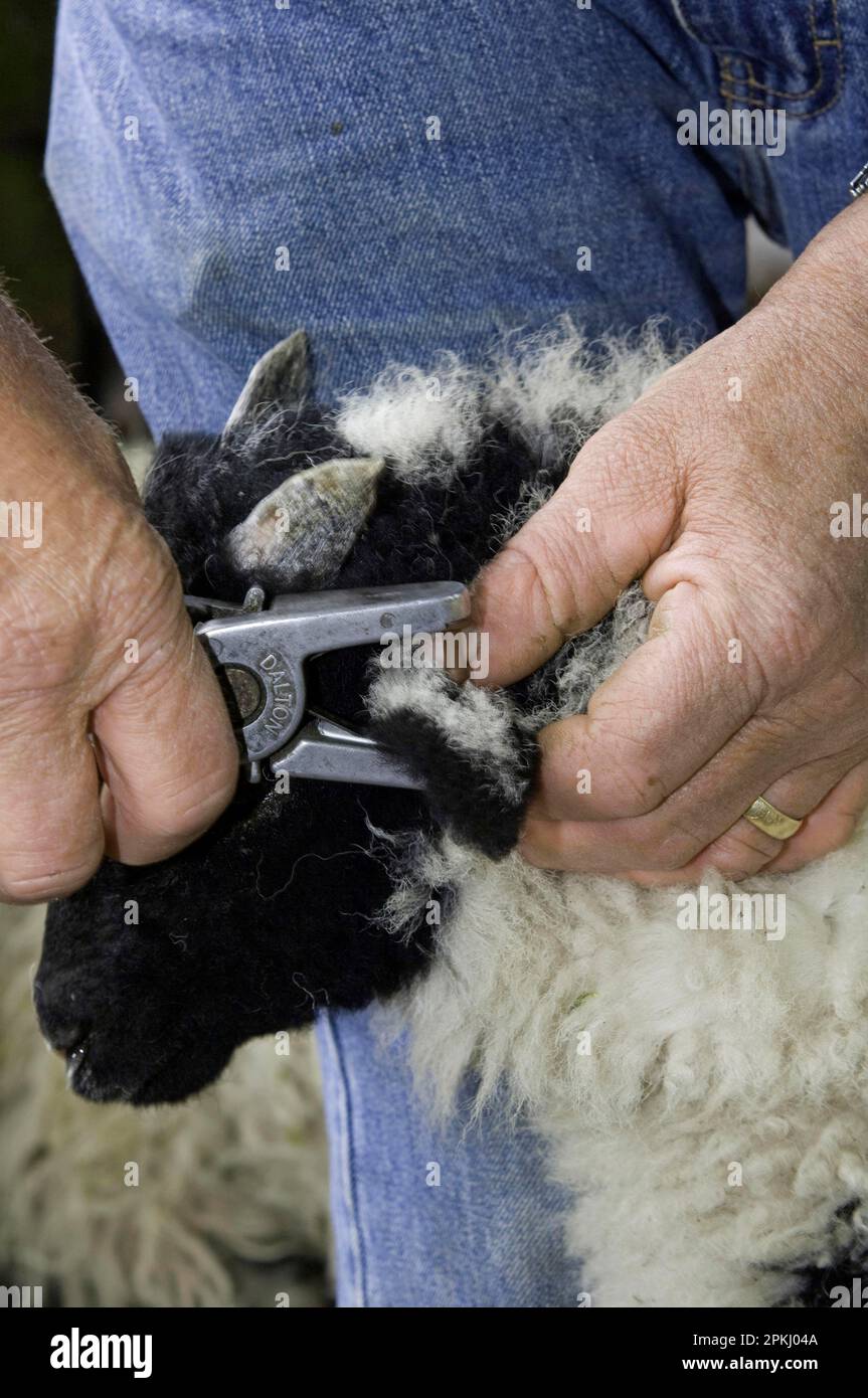 Farmer tagging young lamb with identification tags, to comply with