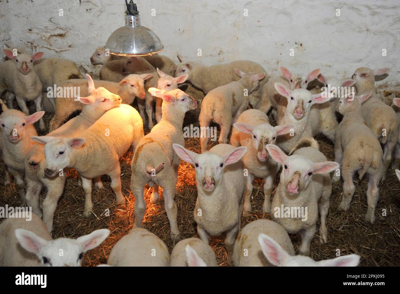 Domestic Sheep, Friesland lambs, flock under heat lamp in shed