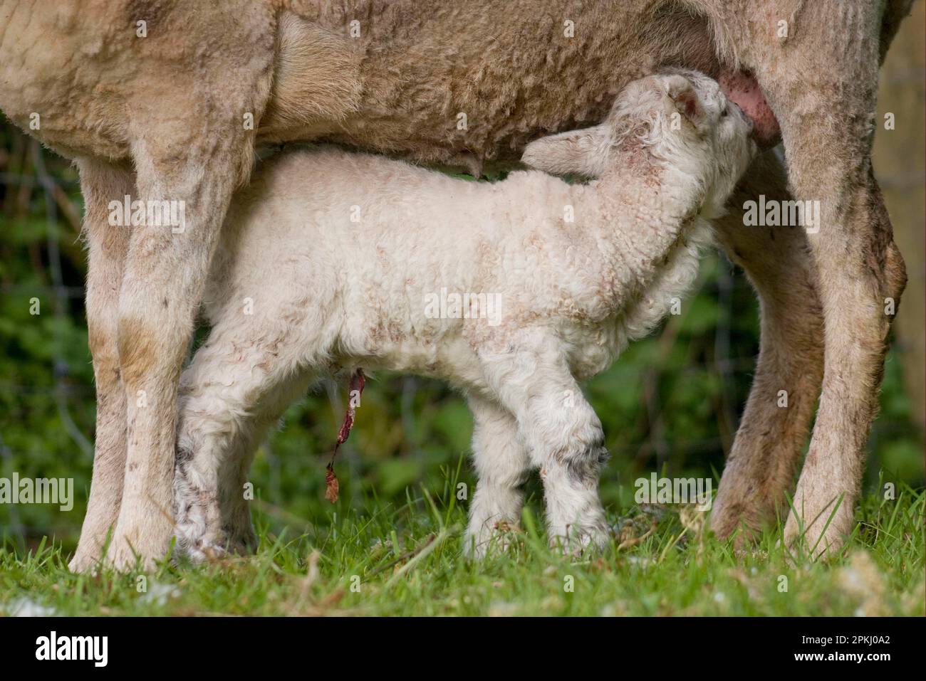 Domestic Sheep, newborn lamb, with remains of umbilical cord still