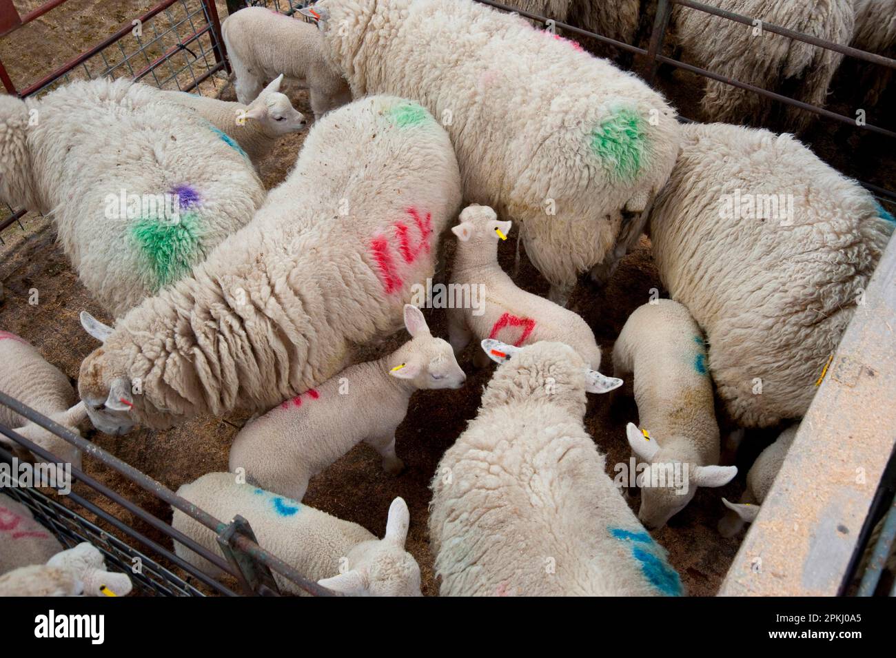 Domestic Sheep, ewes with lambs, in market pens, Gisburn, Lancashire, England, United Kingdom Stock Photo