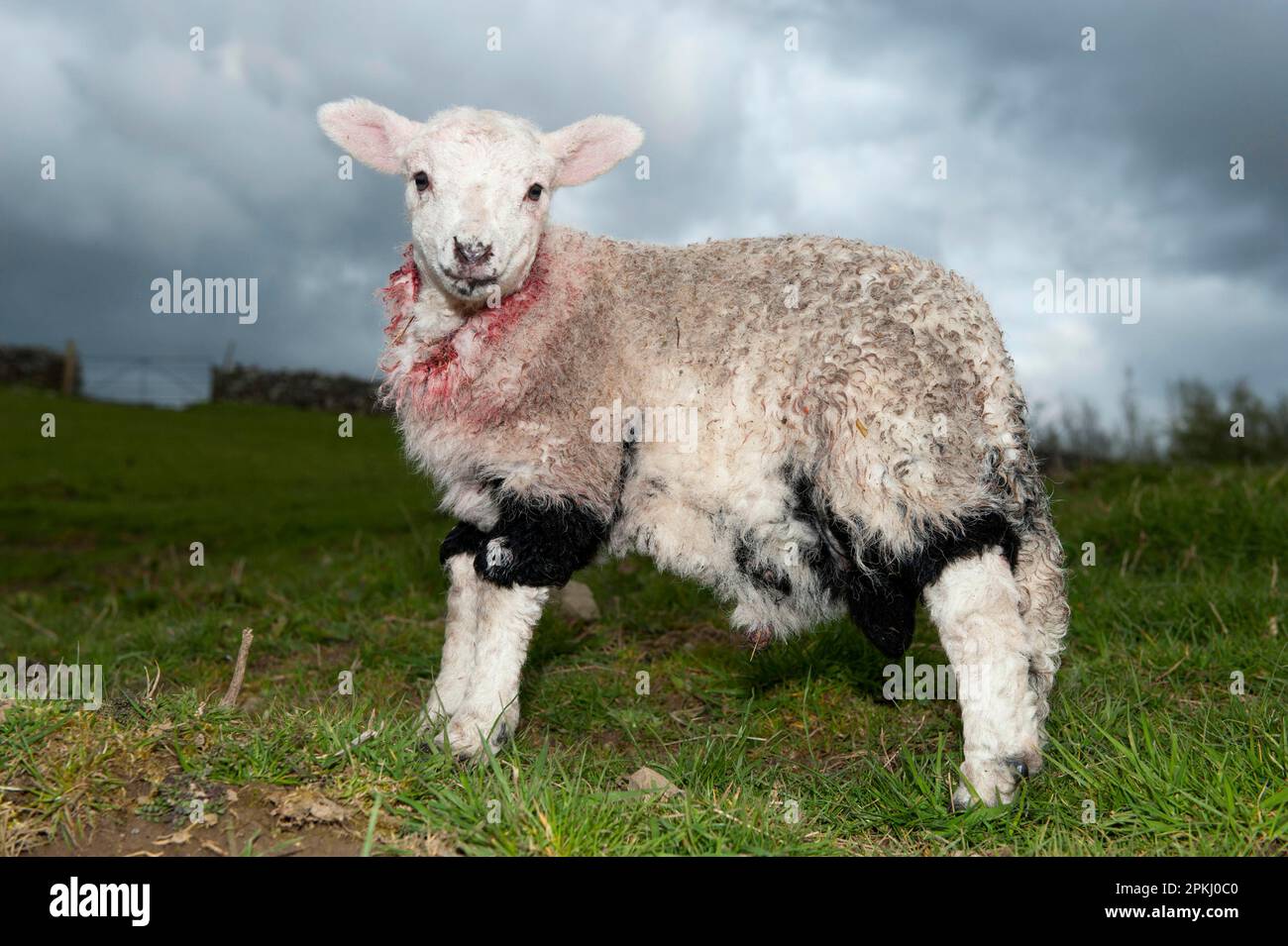 Domestic Sheep, lamb, wearing skin of dead lamb, method used to adopt orphan lamb onto ewe by disguising scent and promoting fostering, England Stock Photo