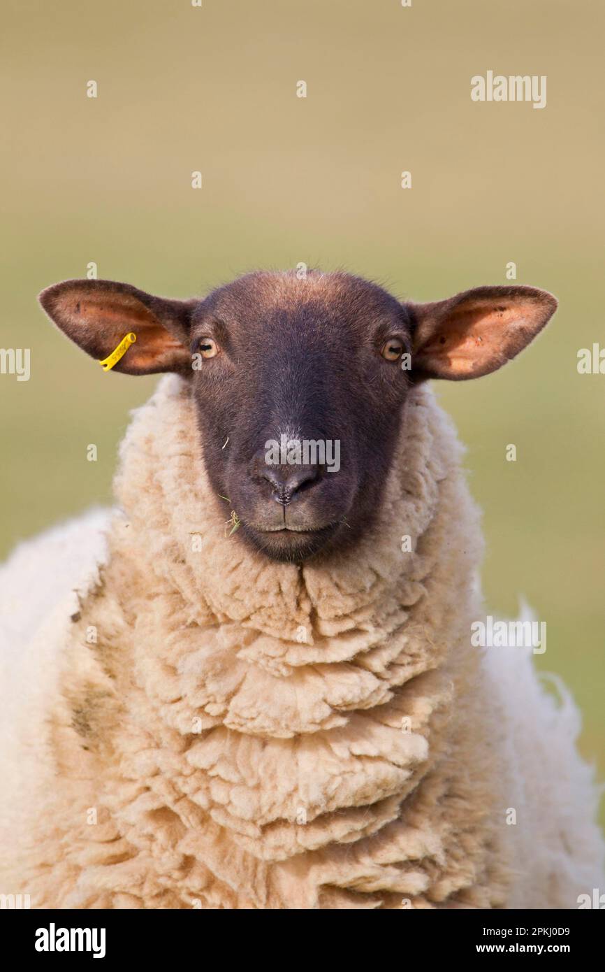 Coastal grazing marsh hi-res stock photography and images - Alamy
