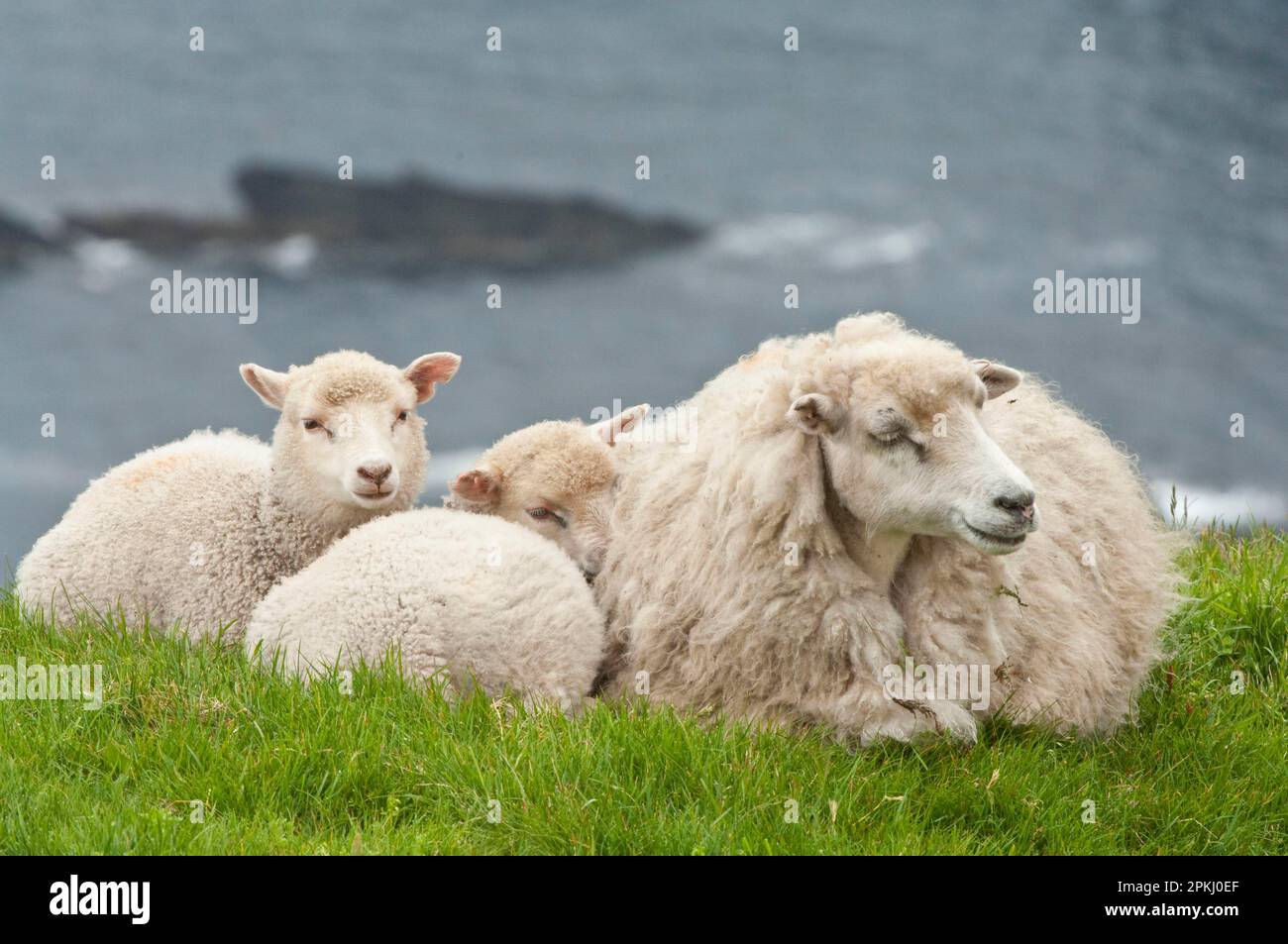 Local sheep, Shetland ewe with lambs resting on cliff pasture, Hermaness National Nature Reserve, Unst, Shetland Islands, Scotland, United Kingdom Stock Photo