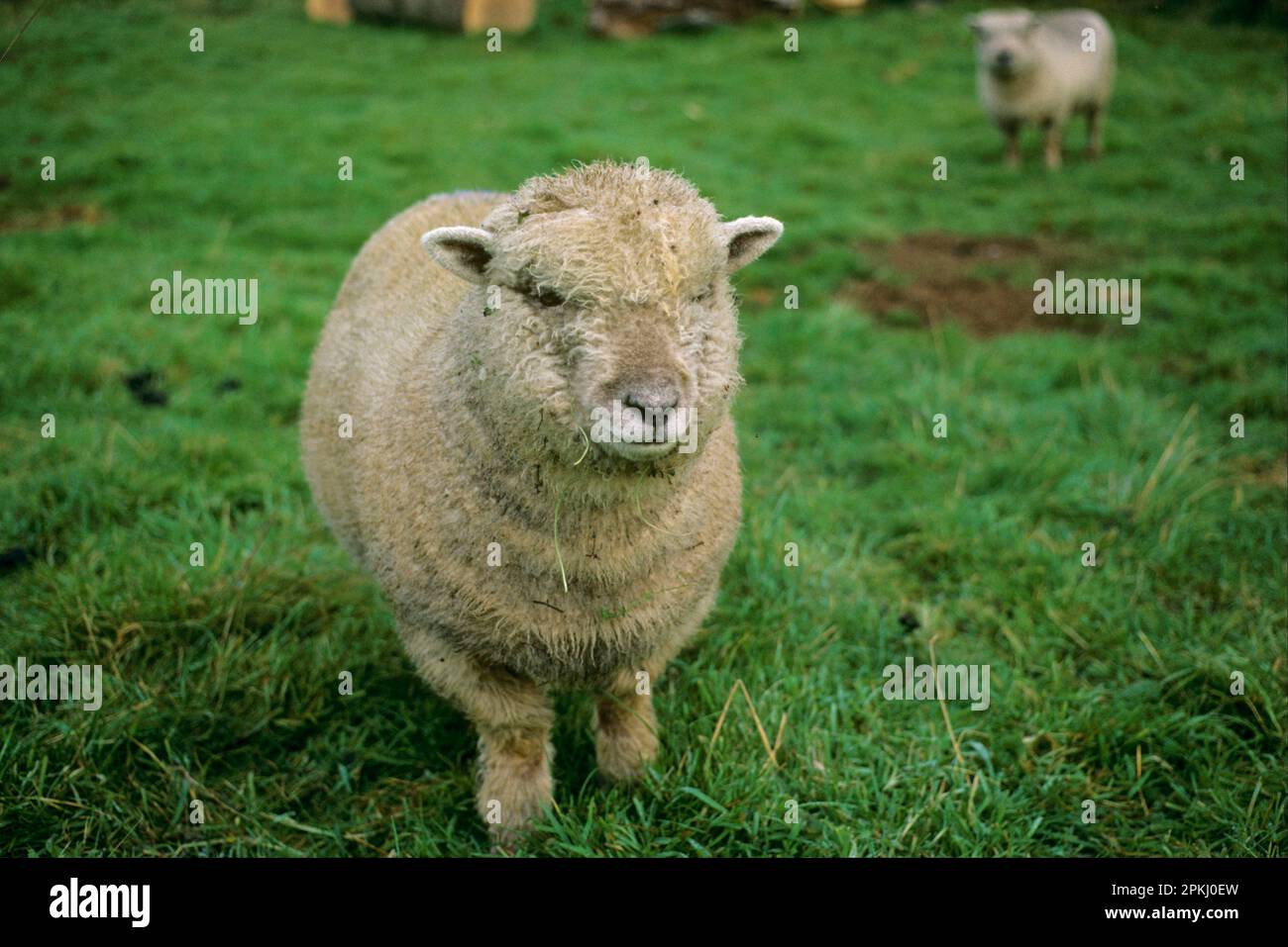 Southdown Sheep, head on view Stock Photo Alamy
