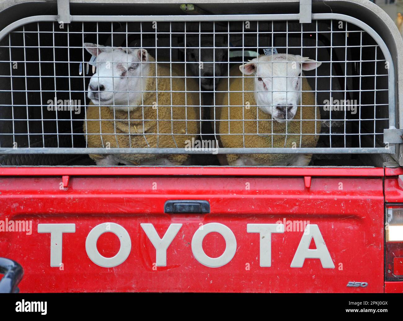Domestic Sheep, Texel rams, two in back of Toyota Hilux 4x4 pick-up, England, United Kingdom Stock Photo