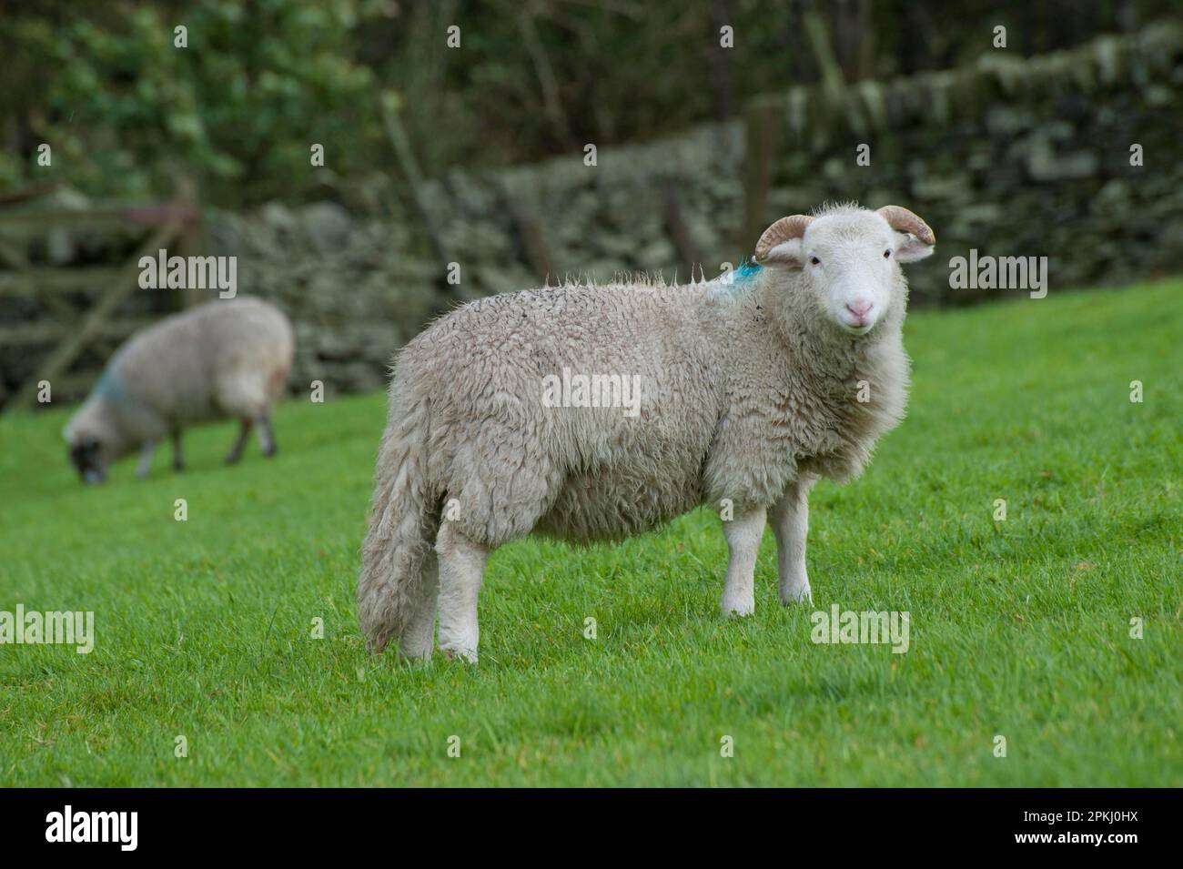 Domestic Sheep, Whitefaced Woodland, young female, standing in pasture