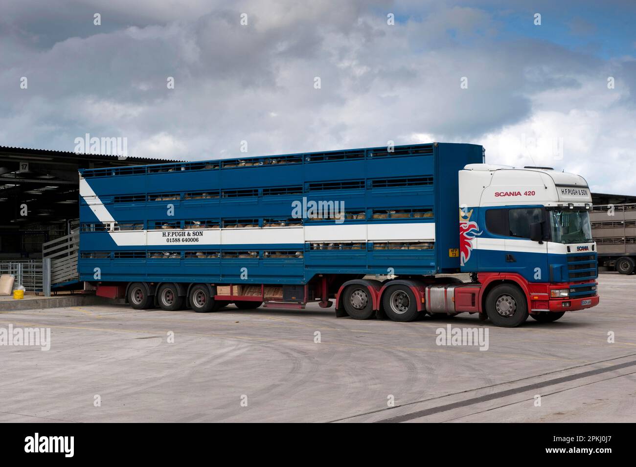 Sheep farming, sheep flock being loaded onto wagon at market, Welshpool auction mart, Welshpool, Powys, Wales, United Kingdom Stock Photo