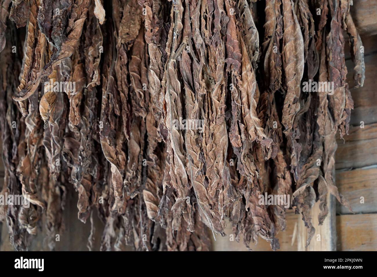 tobacco leaf for cigarettes Cigarette Leaf