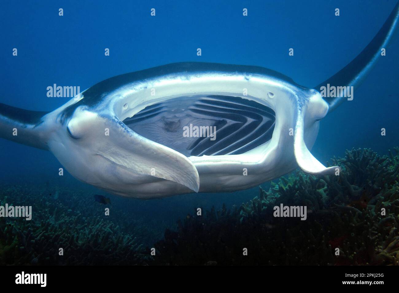 Manta ray, devil ray, winged ray, pelagic manta ray (Manta birostris) Stock Photo