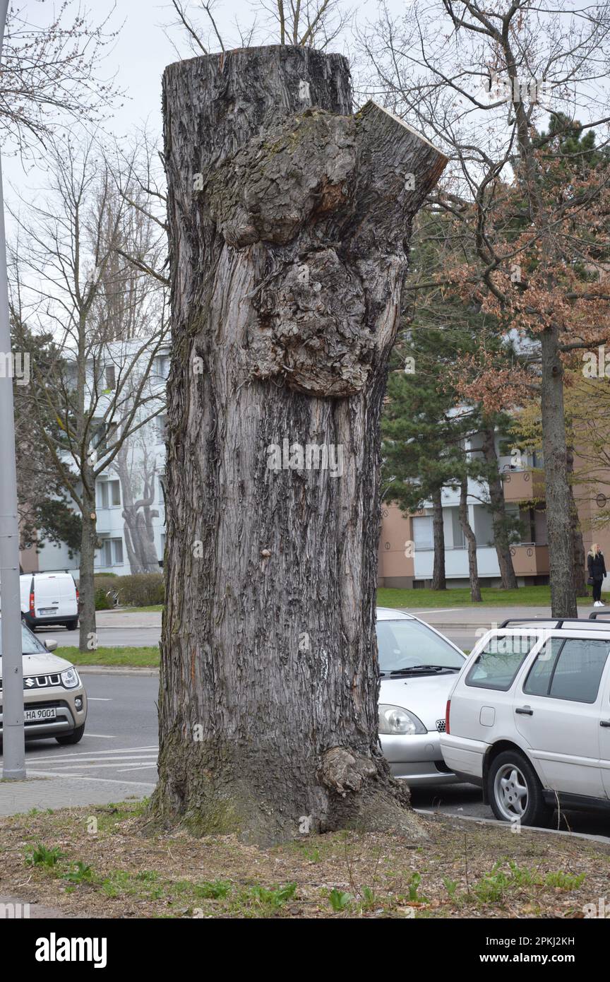 Berlin, Germany - April 7, 2023 - Tree stump at Buckower Damm in Britz. (Photo by Markku Rainer Peltonen) Stock Photo