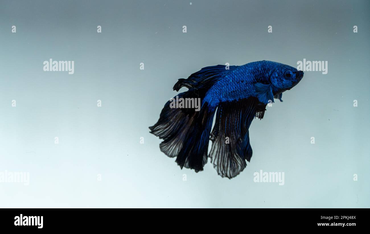 Aquarium Fish blue fighters in fish tank with black tails Stock Photo