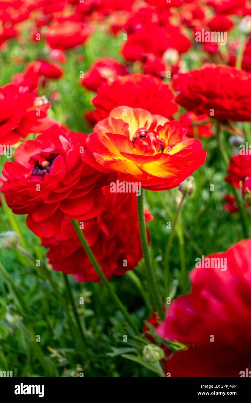Blooming red garden flowers Buttercups on a blurred background. Ranunculus flowers. Red blooming flowers. Stock Photo