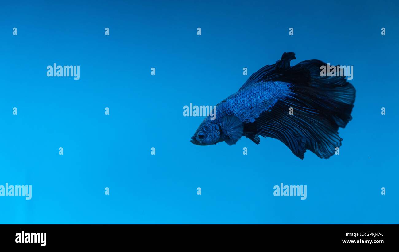Aquarium Fish blue fighters in fish tank with black tails Stock Photo