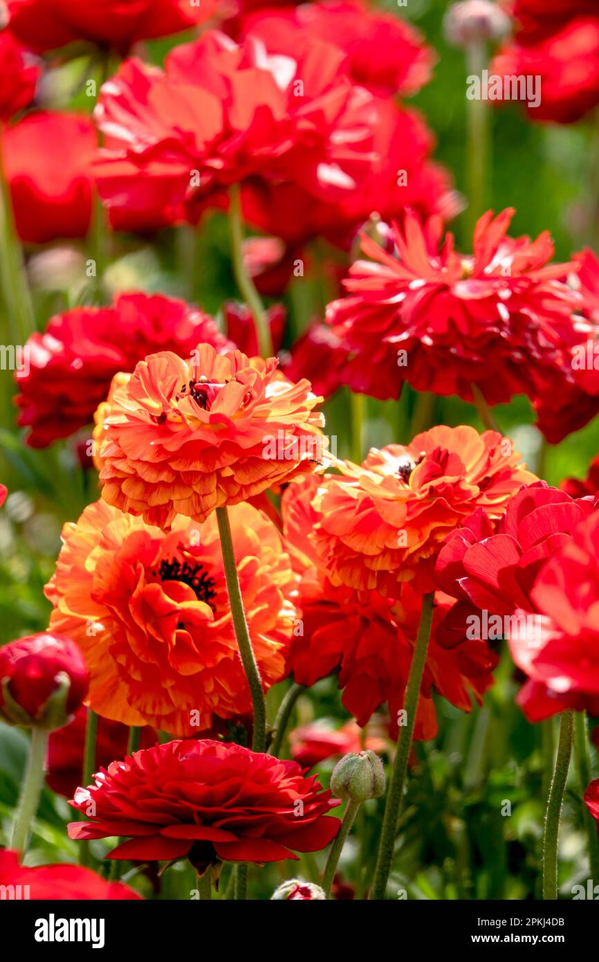 Blooming red garden flowers Buttercups on a blurred background. Ranunculus flowers. Red blooming flowers. Stock Photo