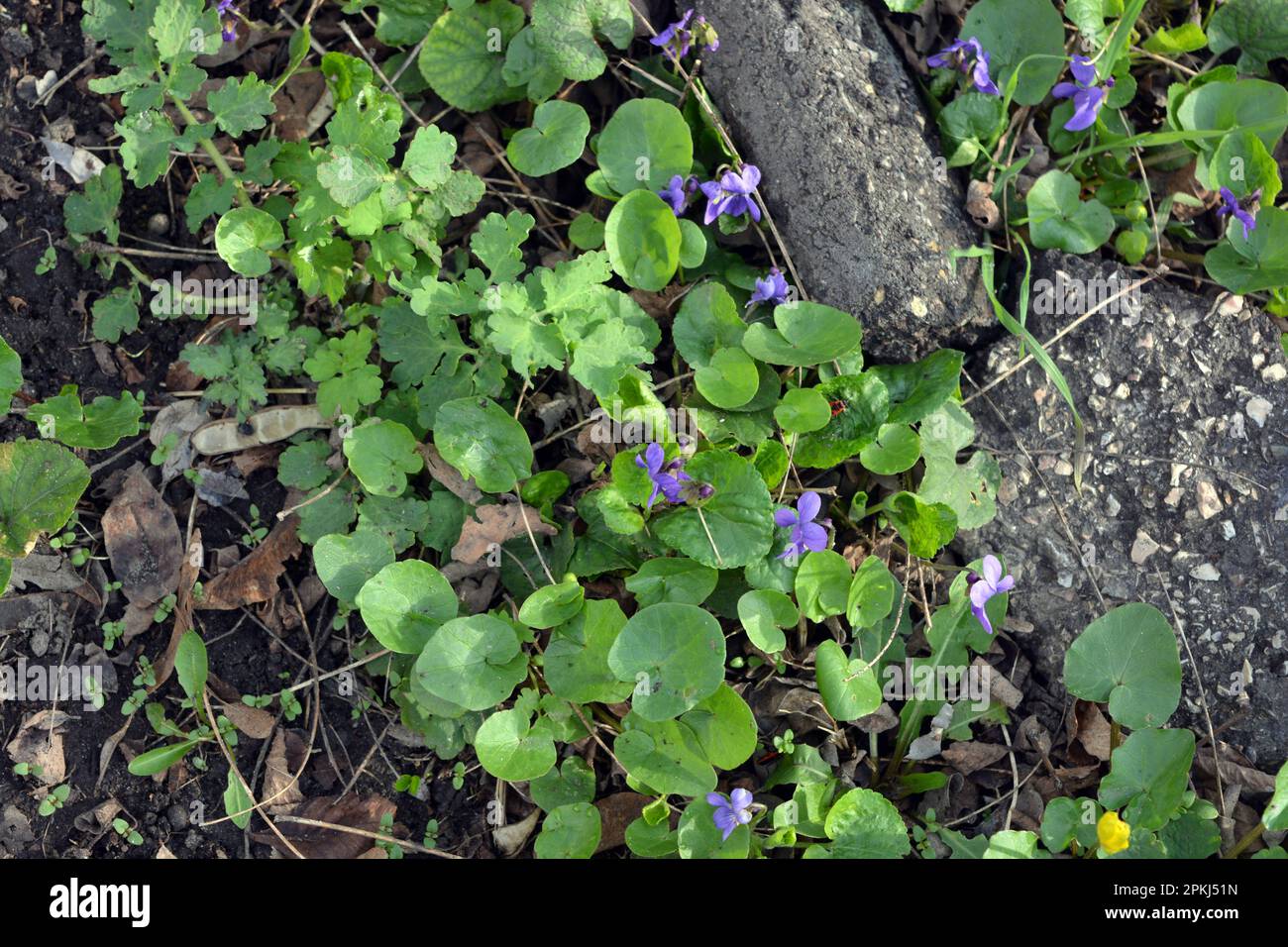 Bright beautiful spring backgrounds of bright forest, early purple flowers, street violets. Stock Photo