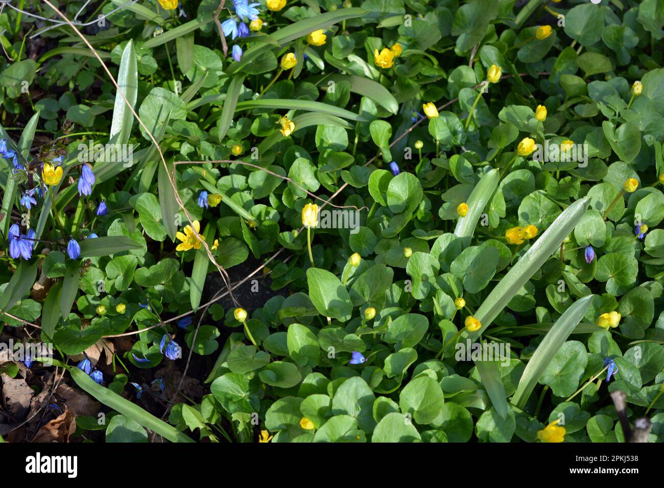 Beautiful First Spring Yellow And Blue Small Flowers Growing On The Beautiful first spring yellow and blue small flowers growing on the