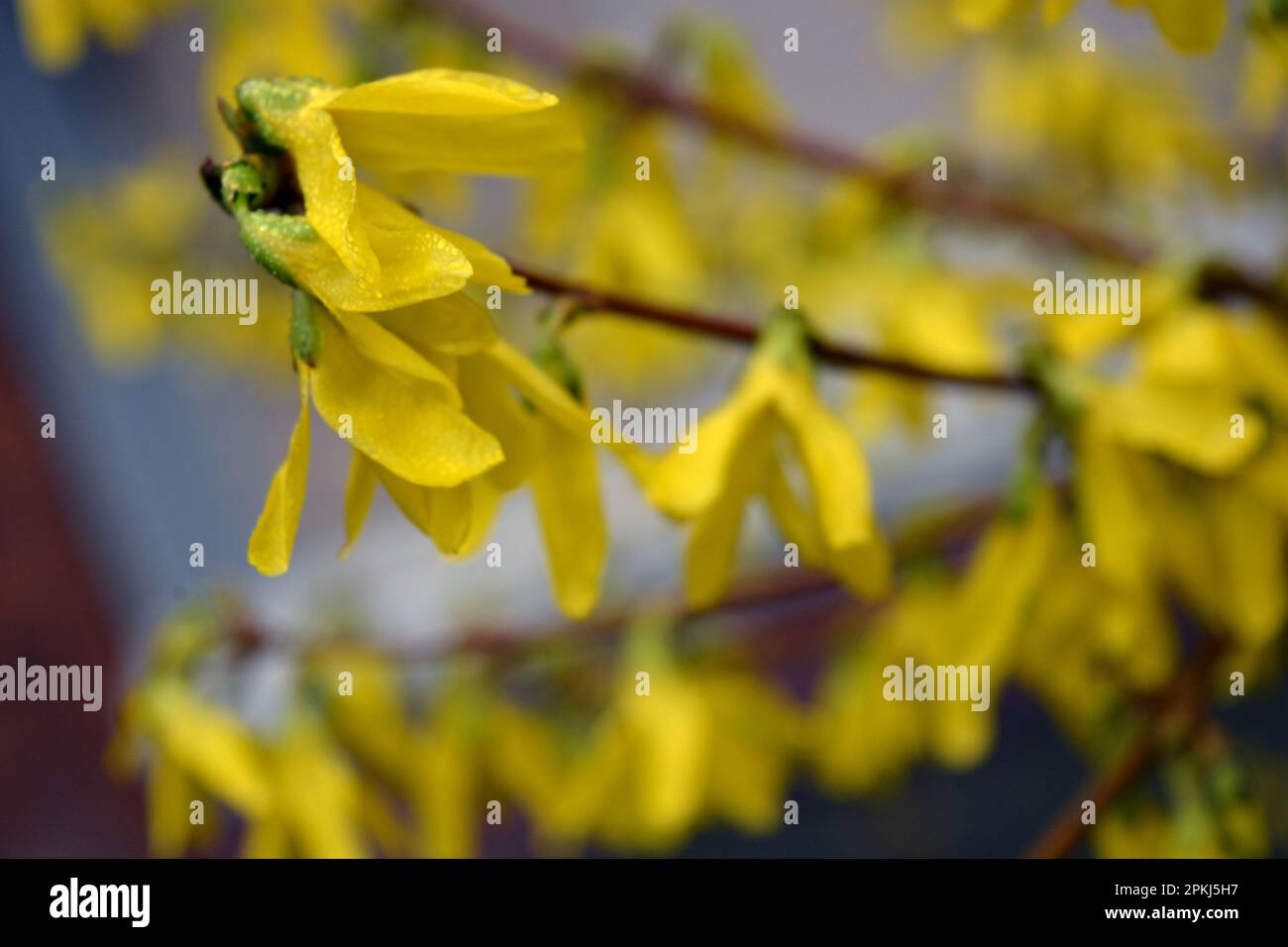 Beautiful bright spring bushes Forsythia with yellow, unusual flowers of olive family Oleaceae. Stock Photo