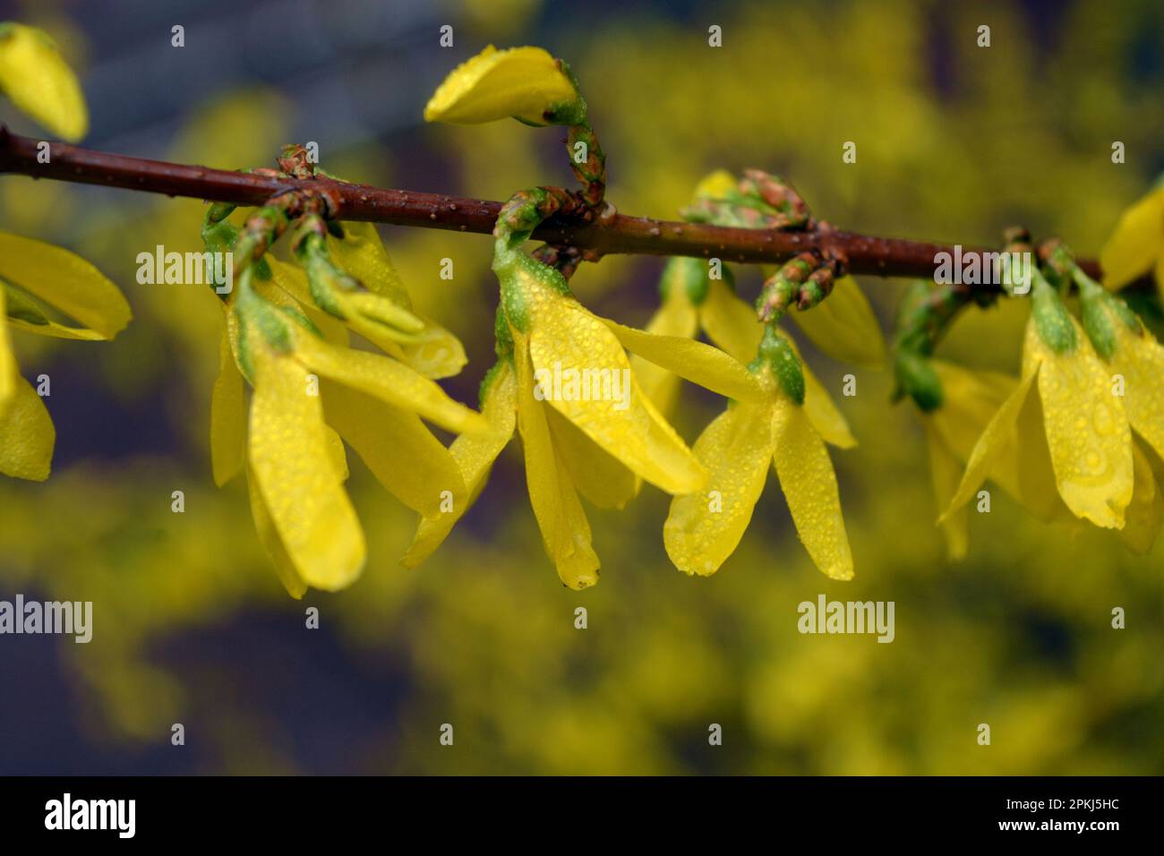 Beautiful bright spring bushes Forsythia with yellow, unusual flowers of olive family Oleaceae. Stock Photo