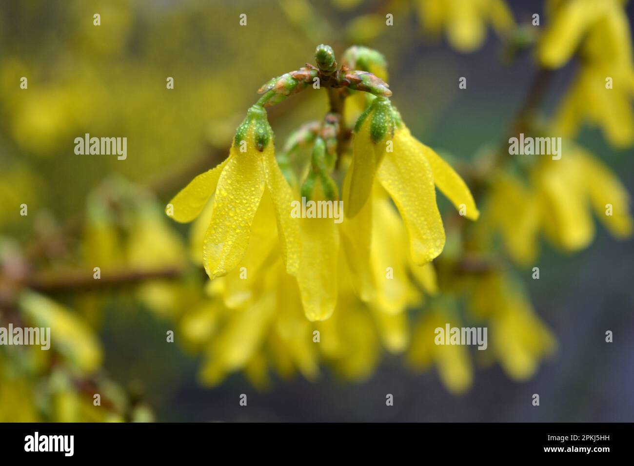 Beautiful bright spring bushes Forsythia with yellow, unusual flowers of olive family Oleaceae. Stock Photo