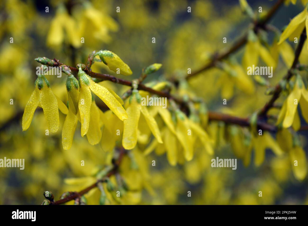 Beautiful bright spring bushes Forsythia with yellow, unusual flowers of olive family Oleaceae. Stock Photo