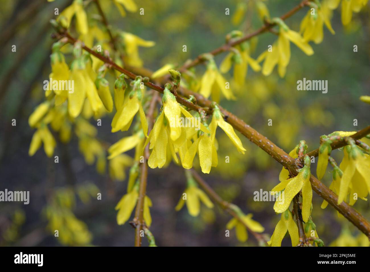 Beautiful bright spring bushes Forsythia with yellow, unusual flowers of olive family Oleaceae. Stock Photo