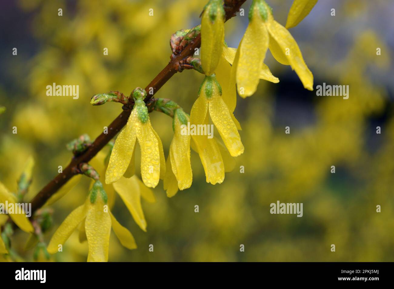 Beautiful bright spring bushes Forsythia with yellow, unusual flowers of olive family Oleaceae. Stock Photo