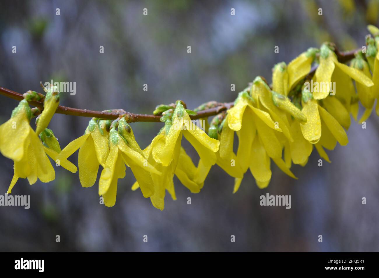 Beautiful bright spring bushes Forsythia with yellow, unusual flowers of olive family Oleaceae. Stock Photo