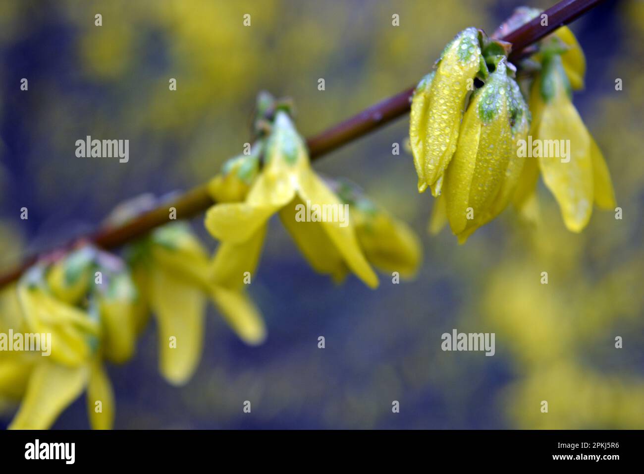 Beautiful bright spring bushes Forsythia with yellow, unusual flowers of olive family Oleaceae. Stock Photo