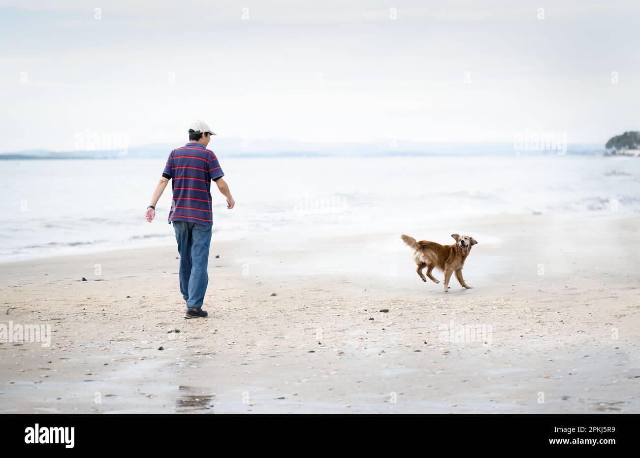 Dog walking on beach with owner hi-res stock photography and images - Alamy