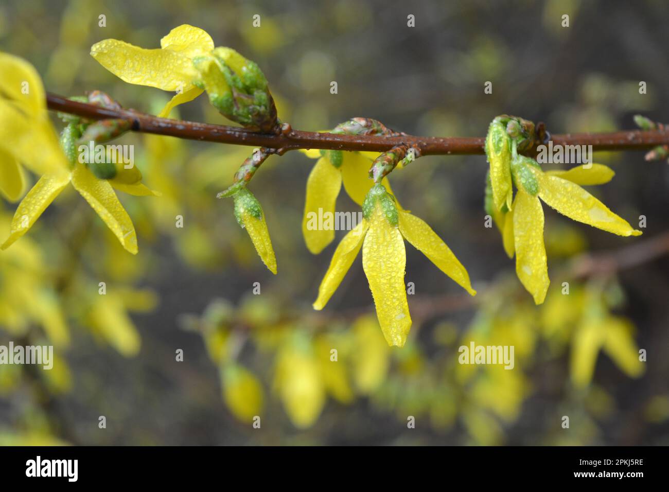 Beautiful bright spring bushes Forsythia with yellow, unusual flowers of olive family Oleaceae. Stock Photo