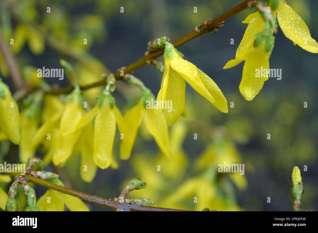 Beautiful bright spring bushes Forsythia with yellow, unusual flowers of olive family Oleaceae. Stock Photo