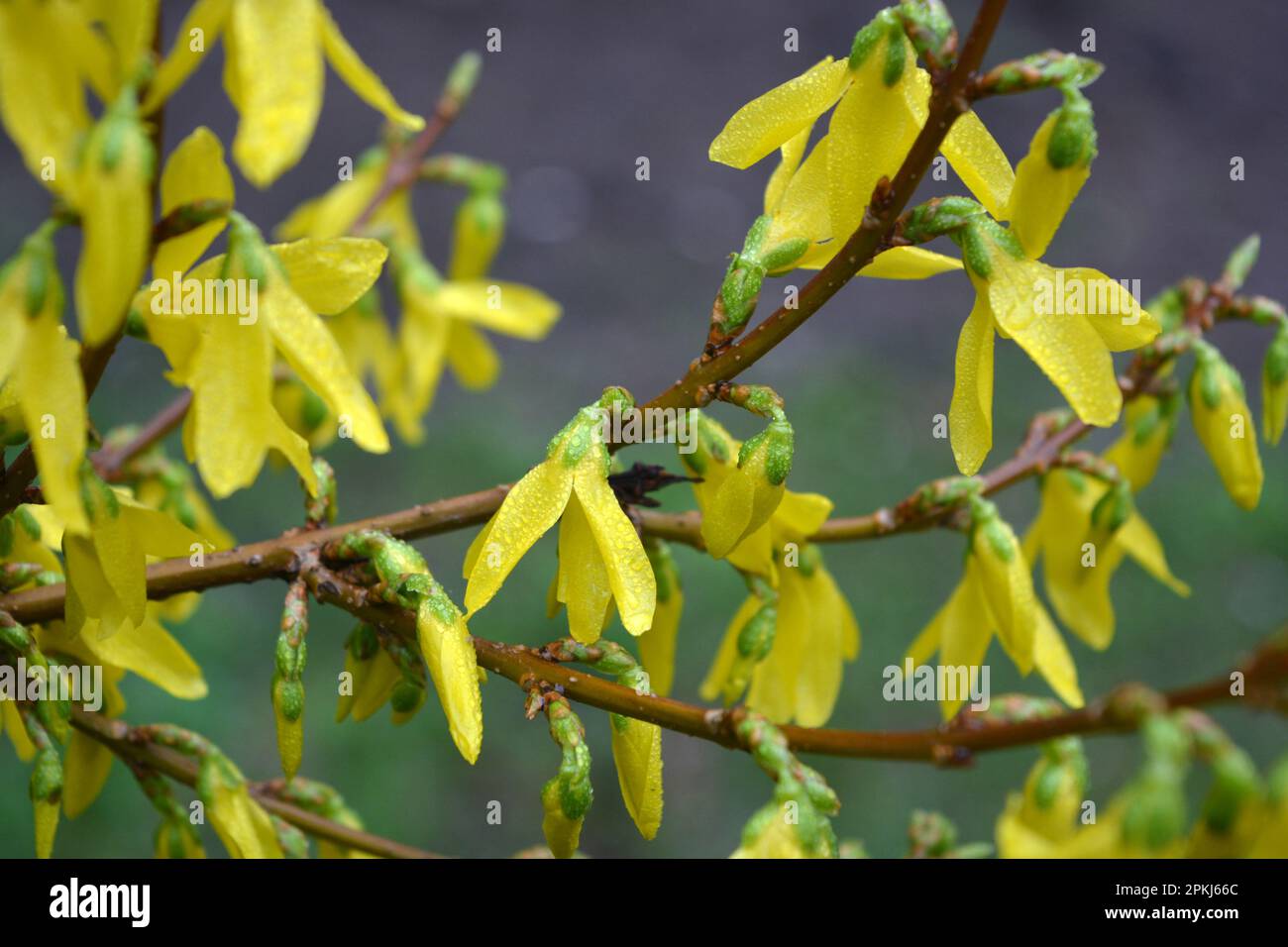 Beautiful bright spring bushes Forsythia with yellow, unusual flowers of olive family Oleaceae. Stock Photo