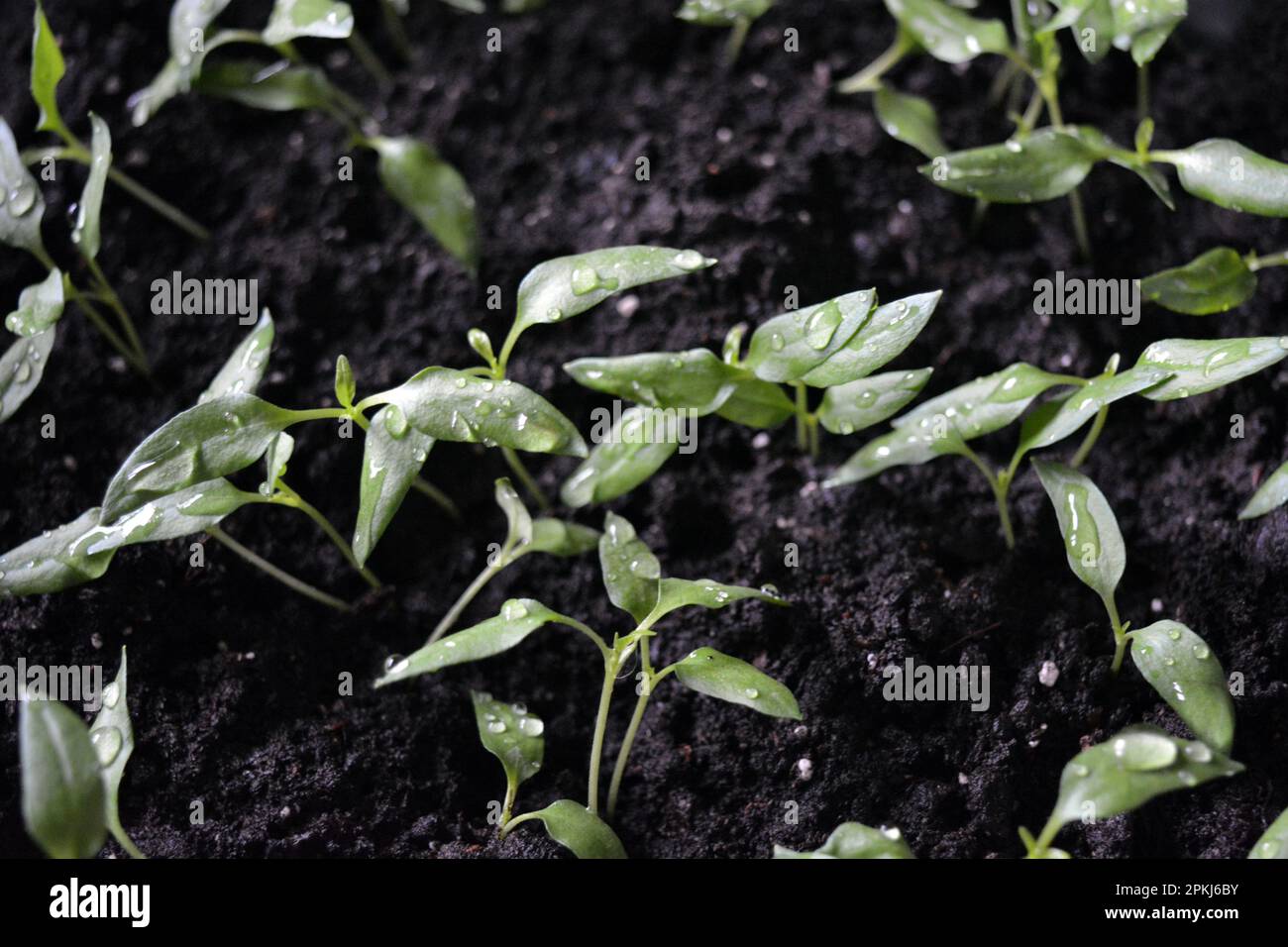 Homemade young seedlings of sweet bell pepper in black soil, beds of